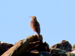 Certhilauda curvirostris brevirostris