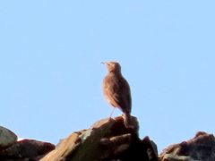 Certhilauda curvirostris brevirostris