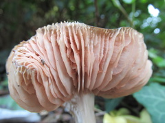 Entoloma clypeatum