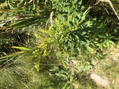 Solidago
