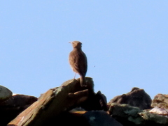 Certhilauda curvirostris brevirostris