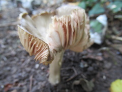 Entoloma clypeatum