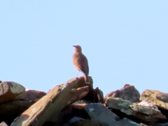 Certhilauda curvirostris brevirostris