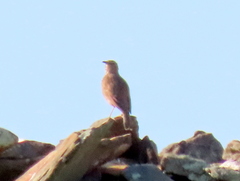 Certhilauda curvirostris brevirostris