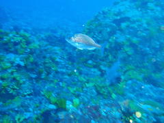 Pachymetopon blochii