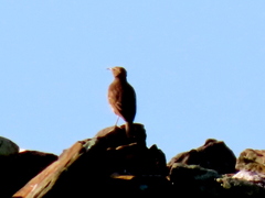 Certhilauda curvirostris brevirostris
