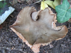 Entoloma clypeatum