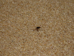 Aphrosylus