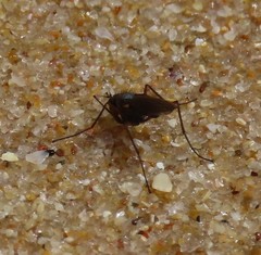 Aphrosylus
