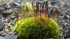 Tetraplodon mnioides