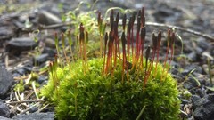 Tetraplodon mnioides