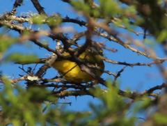 Telophorus sulfureopectus similis
