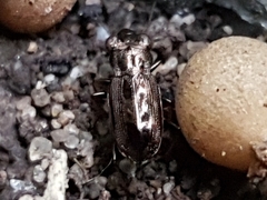 Notiophilus biguttatus