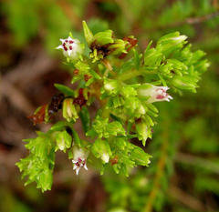 Crassula ericoides ericoides