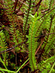 Crassula ericoides ericoides