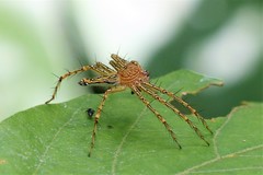 Hamadruas hieroglyphica