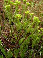 Crassula ericoides ericoides