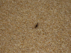 Aphrosylus