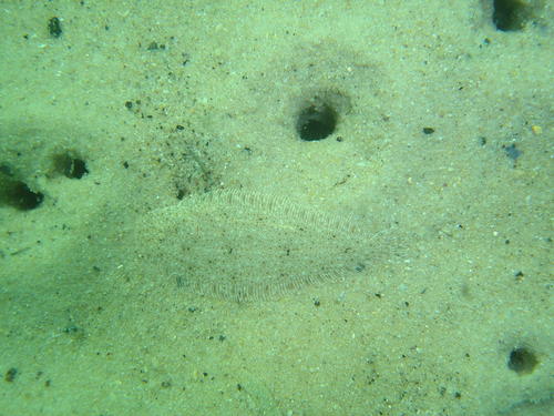 Cape sole (Heteromycteris capensis) — Soleidae