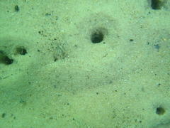 Heteromycteris capensis