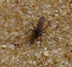 Aphrosylus