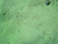 Heteromycteris capensis