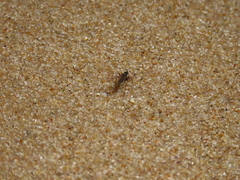 Aphrosylus