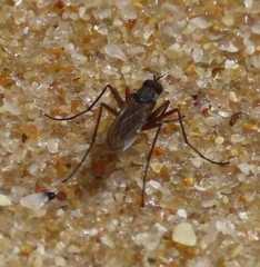 Aphrosylus
