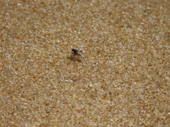Aphrosylus