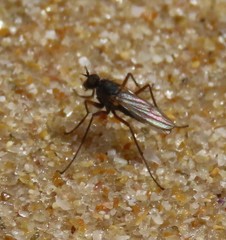 Aphrosylus