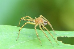 Hamadruas hieroglyphica