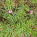 Tephrosia capensis - Photo (c) Sally Adam,  זכויות יוצרים חלקיות (CC BY-NC), הועלה על ידי Sally Adam
