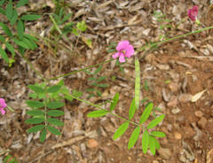 Tephrosia capensis capensis