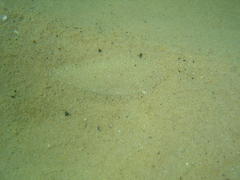 Heteromycteris capensis