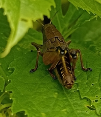Peripolus