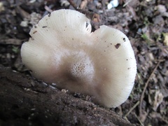 Pluteus salicinus