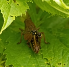 Peripolus