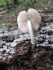 Pluteus salicinus