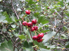 Crataegus dsungarica