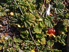 Rubus geoides