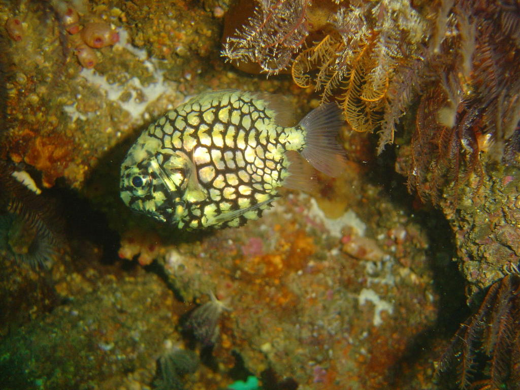 Japanese Pineapple Fish