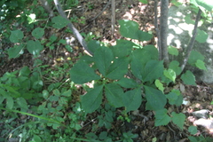 Arisaema amurense