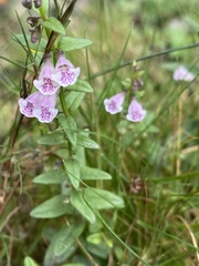 Scutellaria minor