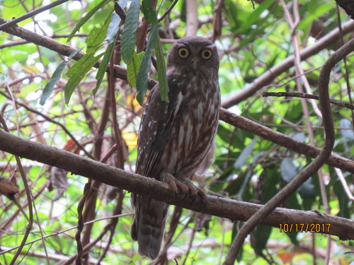 Ninox connivens