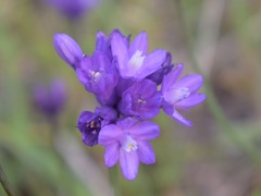 Dipterostemon capitatus