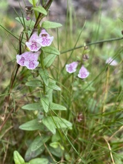 Scutellaria minor