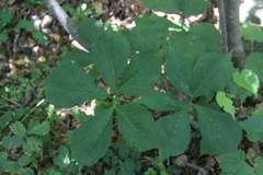 Arisaema amurense