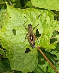 Peripolus