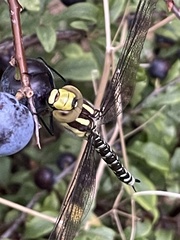 Aeshna cyanea