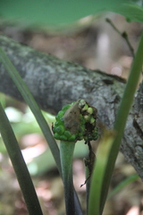 Arisaema amurense